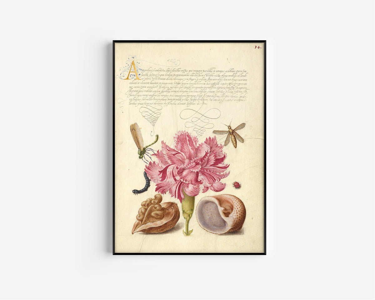 Framed art print of Damselfly, Carnation, Insect, Caterpillar, Ladybird, English Walnut, and… by Joris Hoefnagel, in a slim black frame on a plain white wall