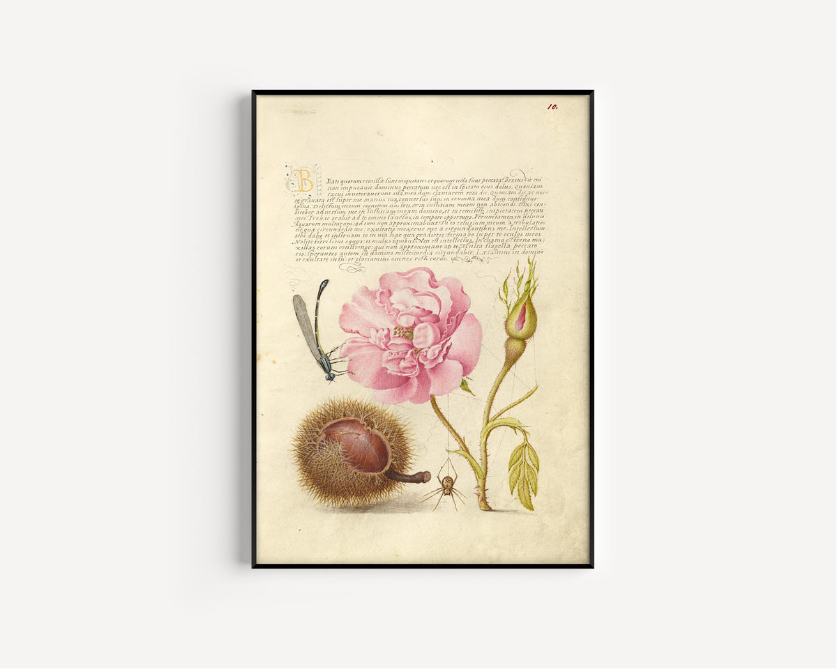 Joris Hoefnagel — Damselfly, French Rose, Spanish Chestnut, and Spider | Botanical Calligraphy Print