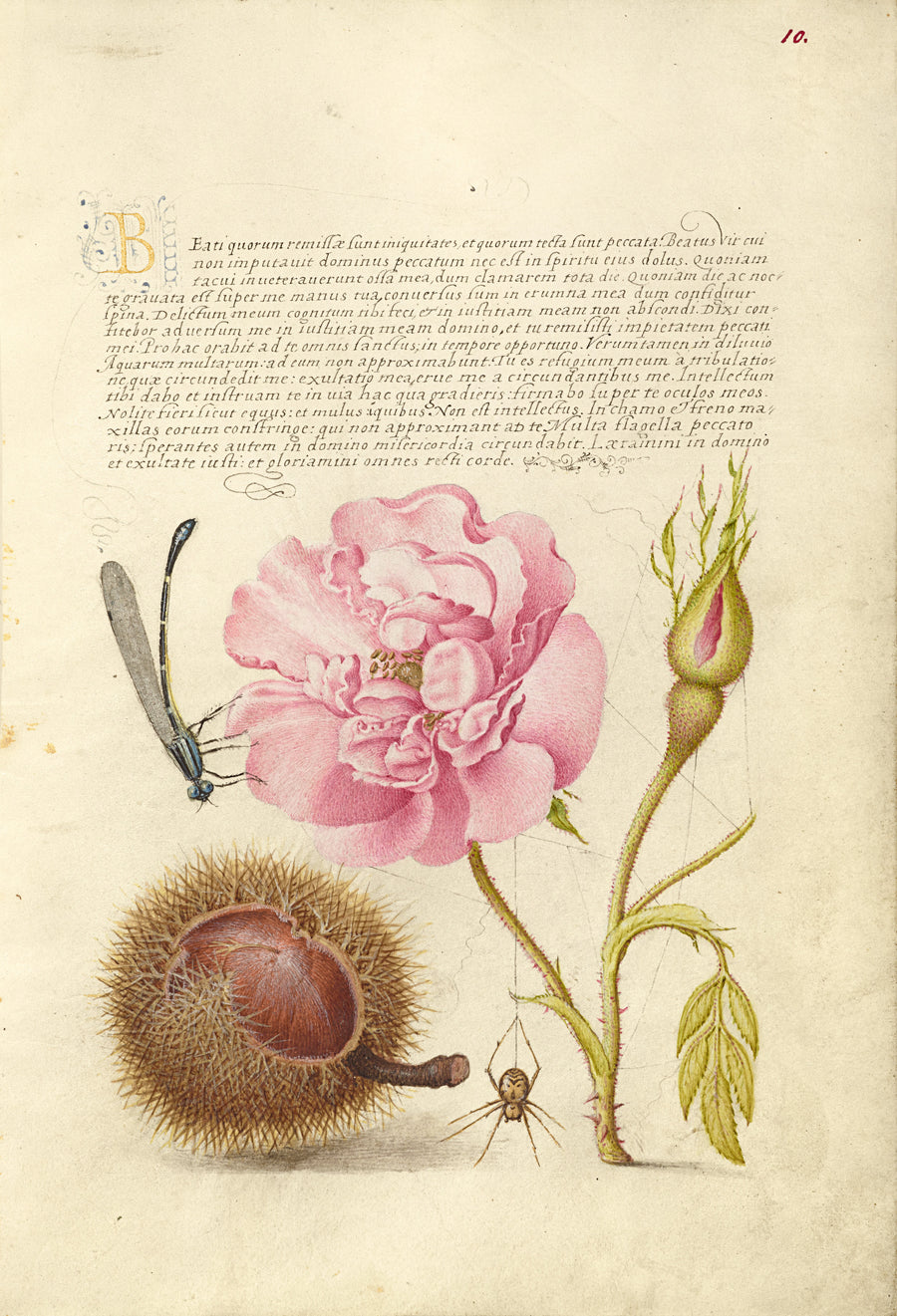 Joris Hoefnagel — Damselfly, French Rose, Spanish Chestnut, and Spider | Botanical Calligraphy Print shown to scale on a wall above a sofa