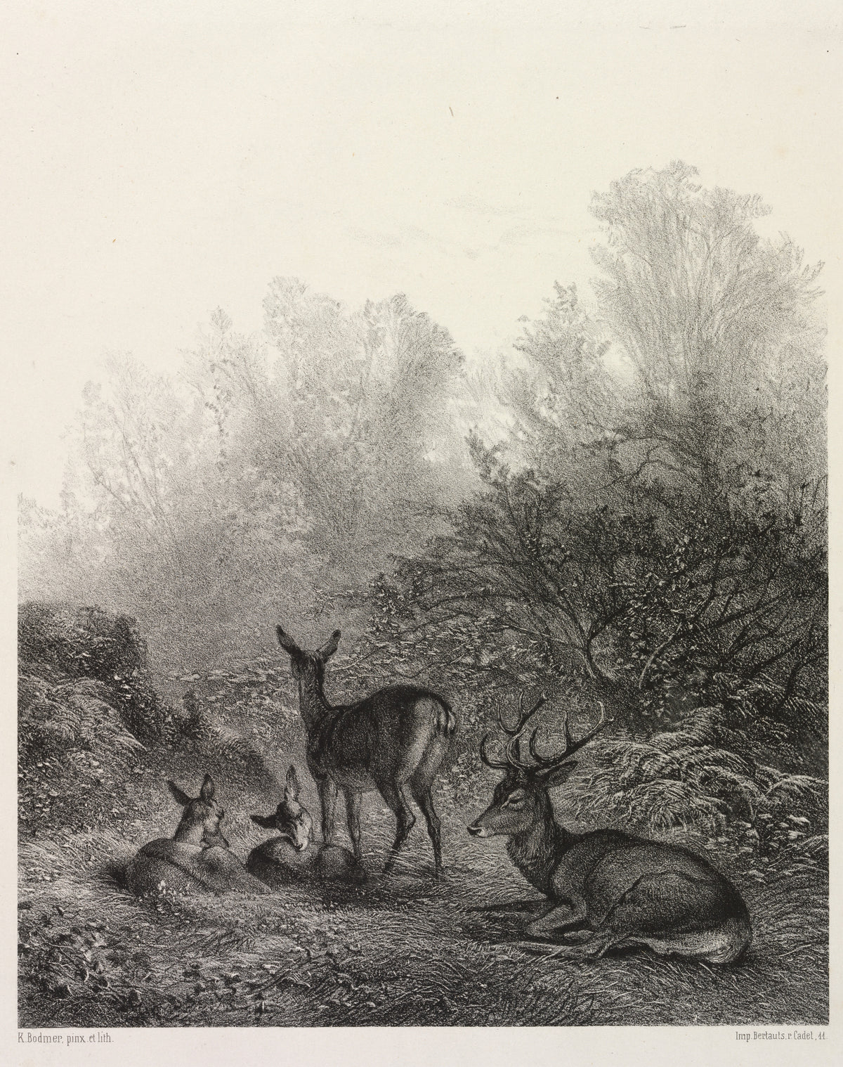 Karl Bodmer — Deer at Rest | Fine Art Print