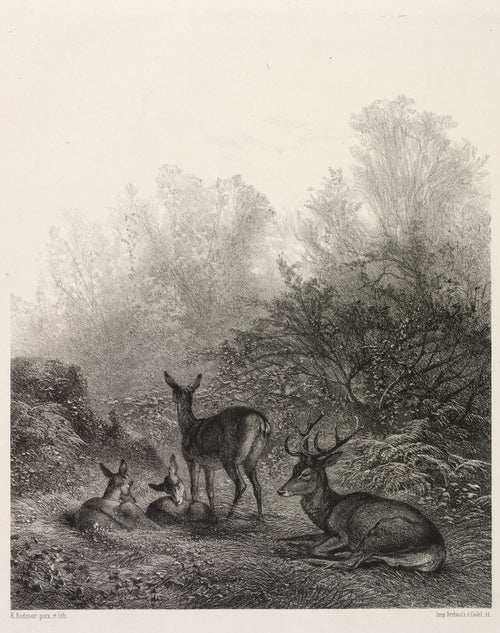 Deer at Rest by Karl Bodmer — A stag and hinds resting in a quiet clearing as the trees fade to mist