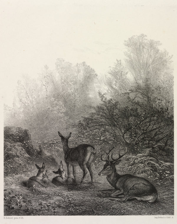 Karl Bodmer — Deer at Rest | Fine Art Print