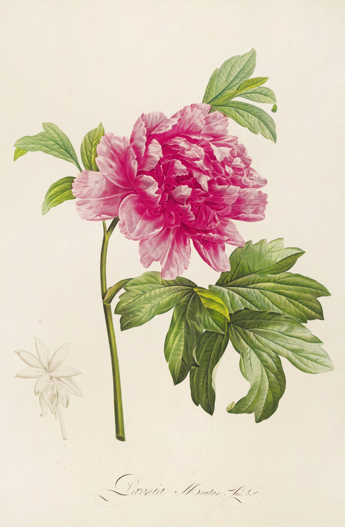 Pierre-Joseph Redouté — Description des plantes rares cultivées à Malmaison et à Navarre: Paeonia moutan | Botanical Illustration Print
