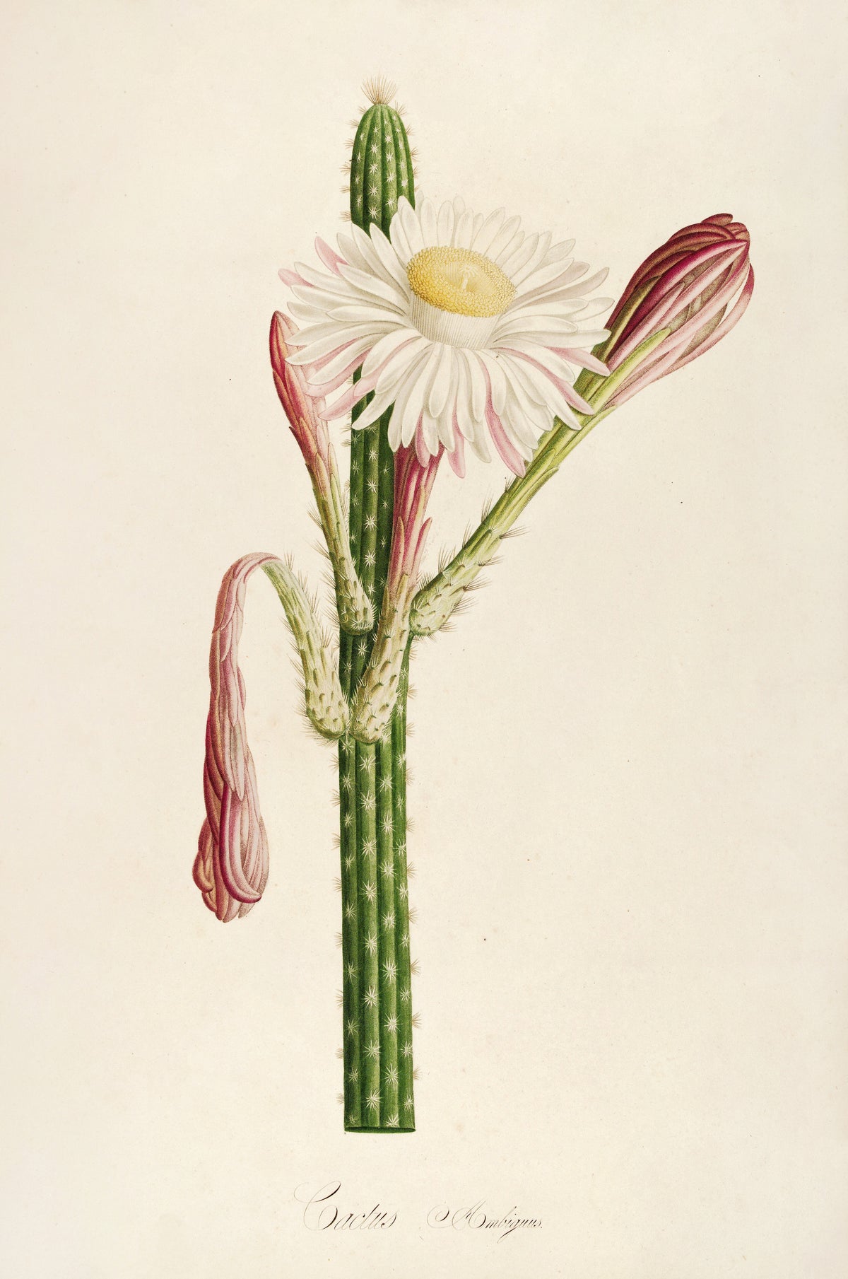 Pierre-Joseph Redouté — Description des plantes rares cultivées à Malmaison et à Navarre: Cactus ambiguus | Botanical Illustration Print