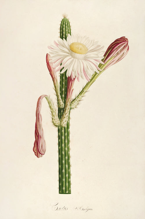 Pierre-Joseph Redouté — Description des plantes rares cultivées à Malmaison et à Navarre: Cactus ambiguus | Botanical Illustration Print
