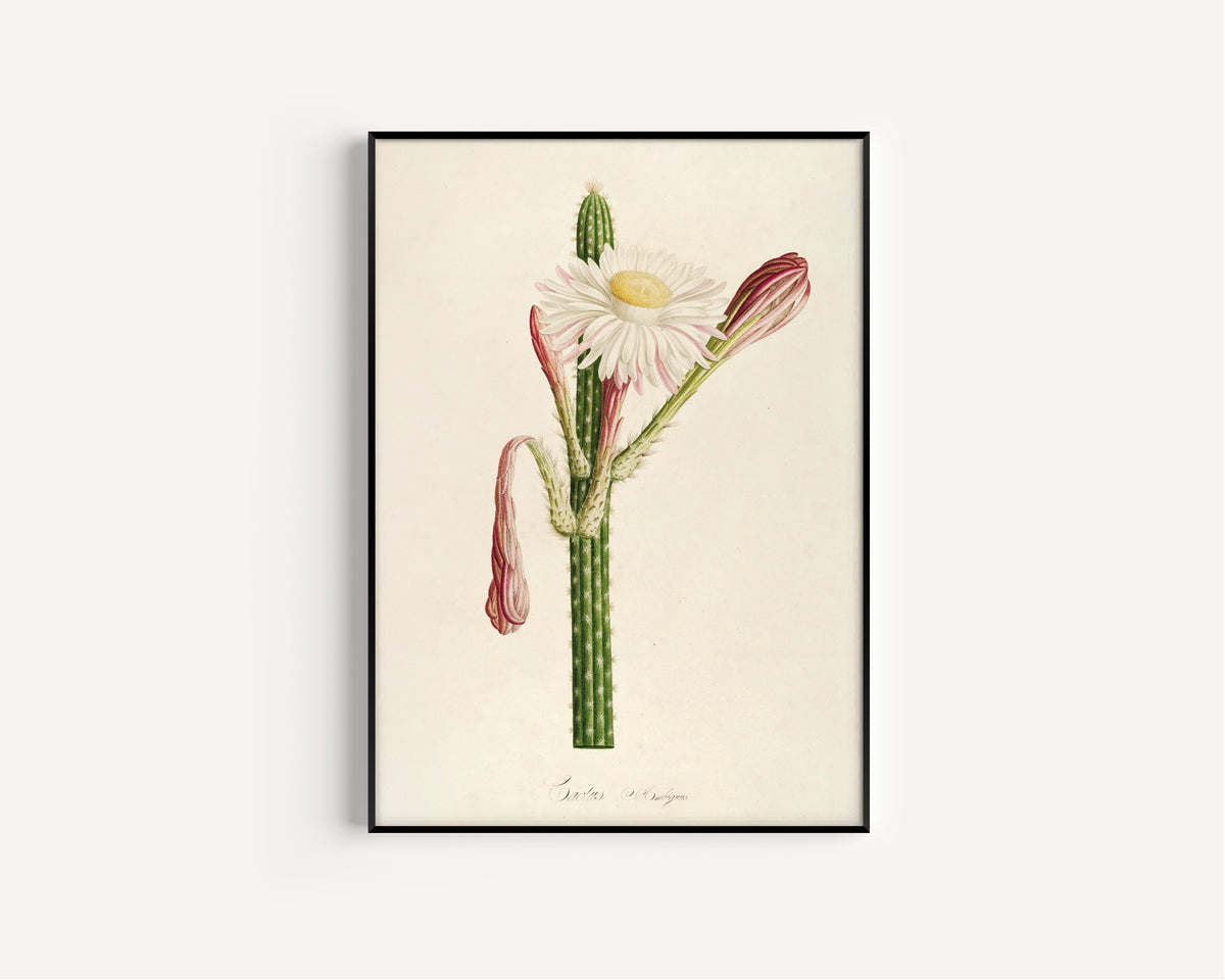 Pierre-Joseph Redouté — Description des plantes rares cultivées à Malmaison et à Navarre: Cactus ambiguus | Botanical Illustration Print