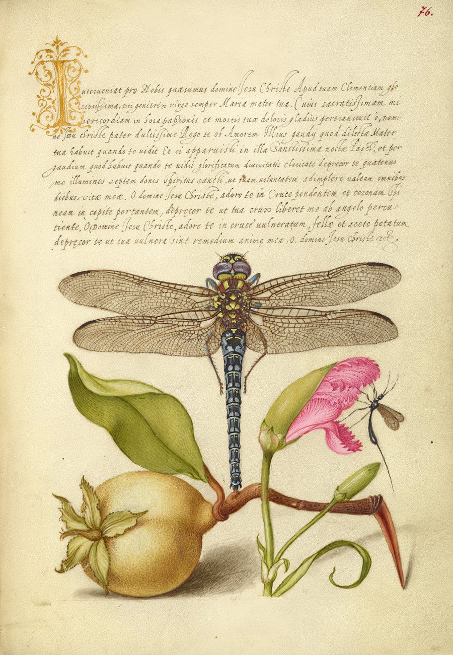 Joris Hoefnagel — Dragonfly, Pear, Carnation, and Insect | Botanical Calligraphy Print shown to scale on a wall above a sofa