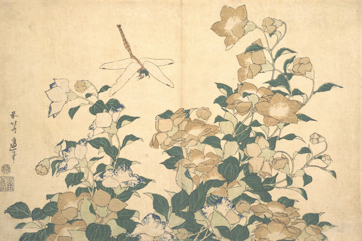 Dragonfly and Bellflower by Katsushika Hokusai — A dragonfly hovers over tan and white bellflowers in dark green leaf