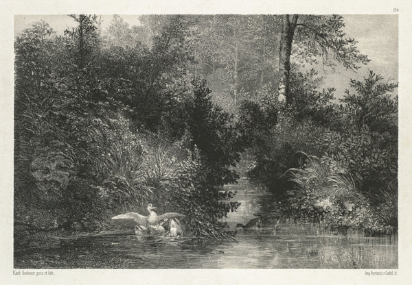 Karl Bodmer — Ducks | Fine Art Print