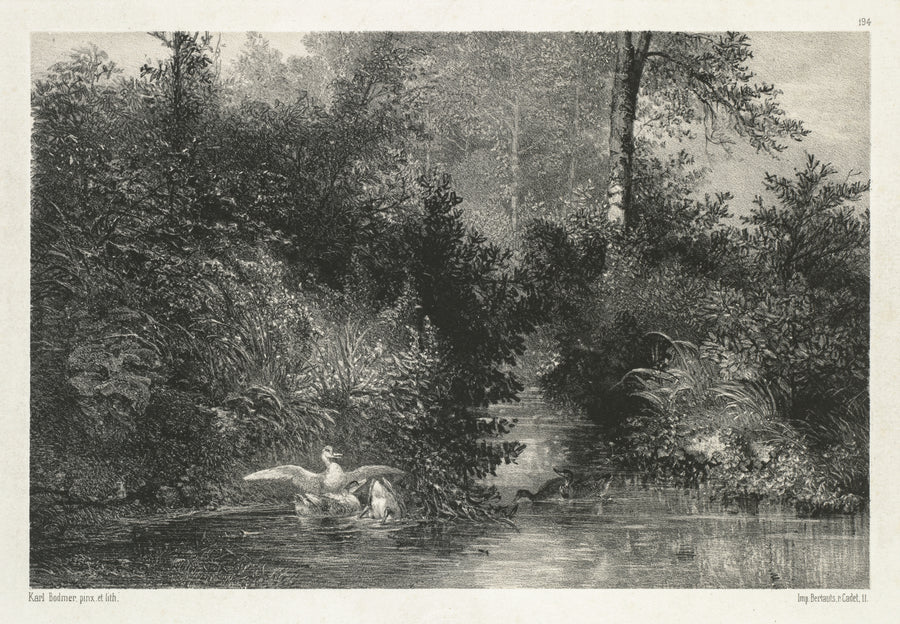 Karl Bodmer — Ducks | Fine Art Print shown to scale on a wall above a sofa