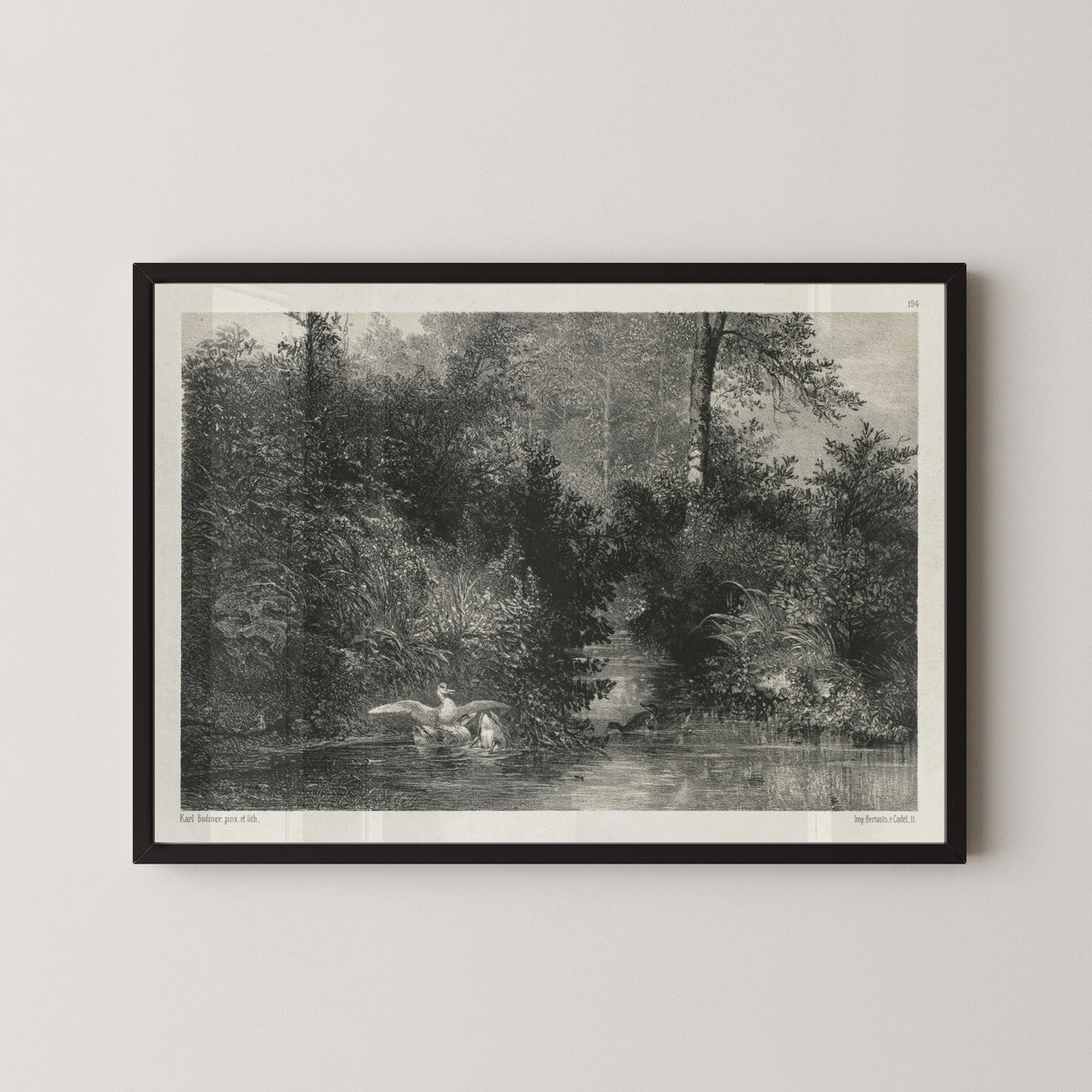 Karl Bodmer — Ducks | Fine Art Print