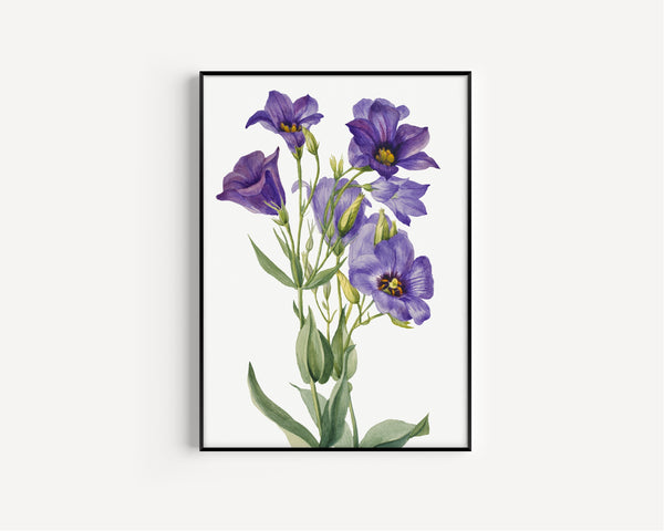 Mary Vaux Walcott — Eustoma russelianum | Natural History Print