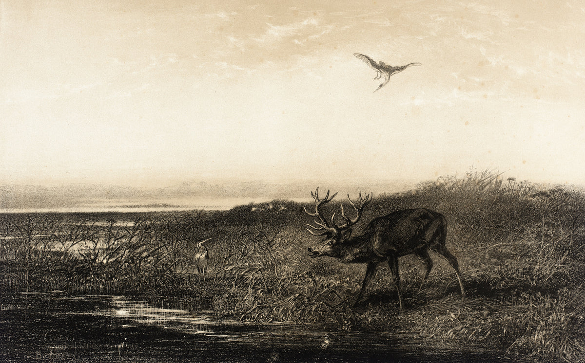 Karl Bodmer — Evening: Stag and Herons | Fine Art Print