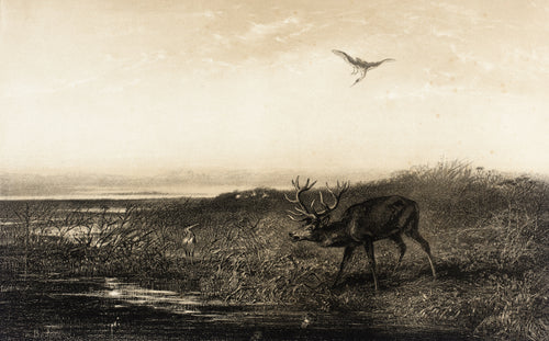 Evening: Stag and Herons by Karl Bodmer — A stag calls at the edge of a reedy marsh as herons watch
