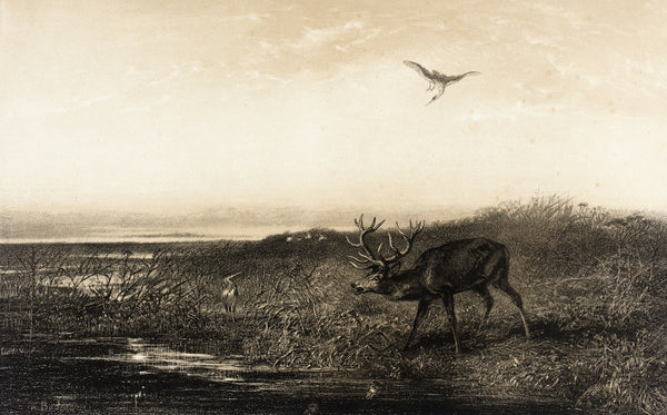 Karl Bodmer — Evening: Stag and Herons | Fine Art Print