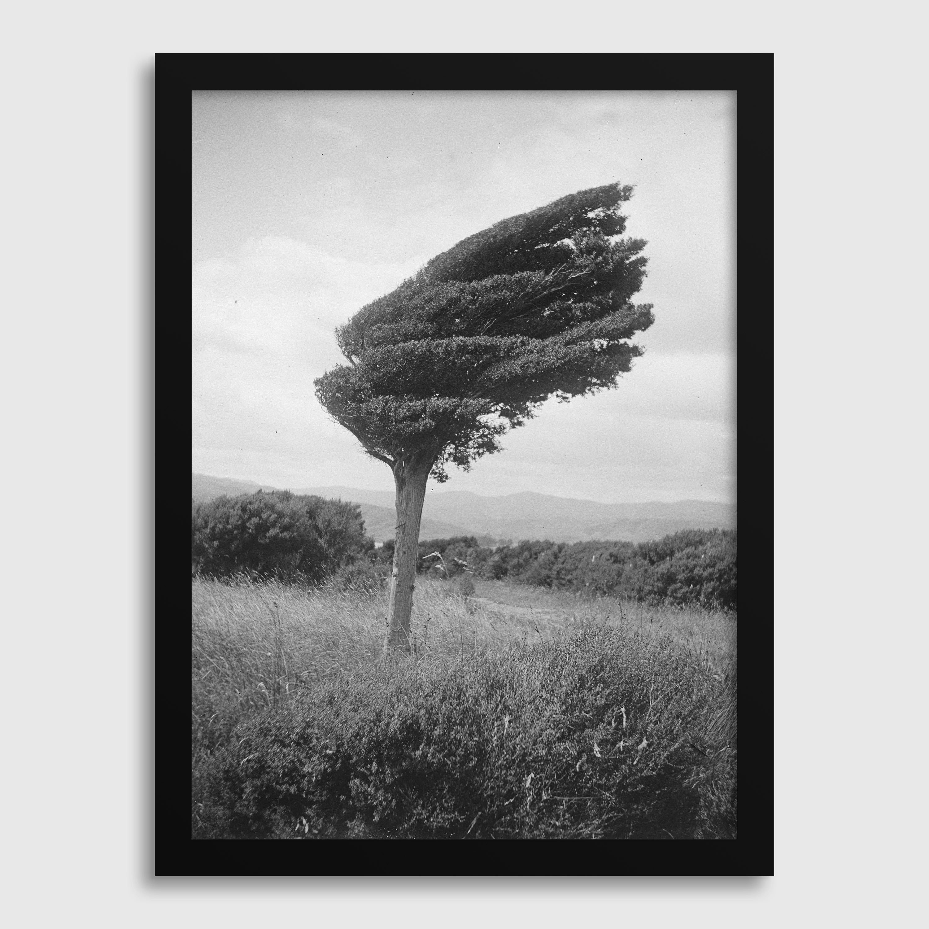 Leslie Adkin - Small Totara Tree (Photograph - New Zealand, 1920)