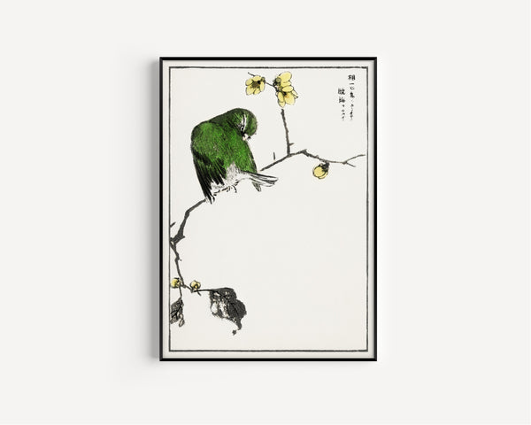 Numata Kashū — Red-billed Leiothrix and Wintersweet | Japanese Bird & Flower Woodblock Print
