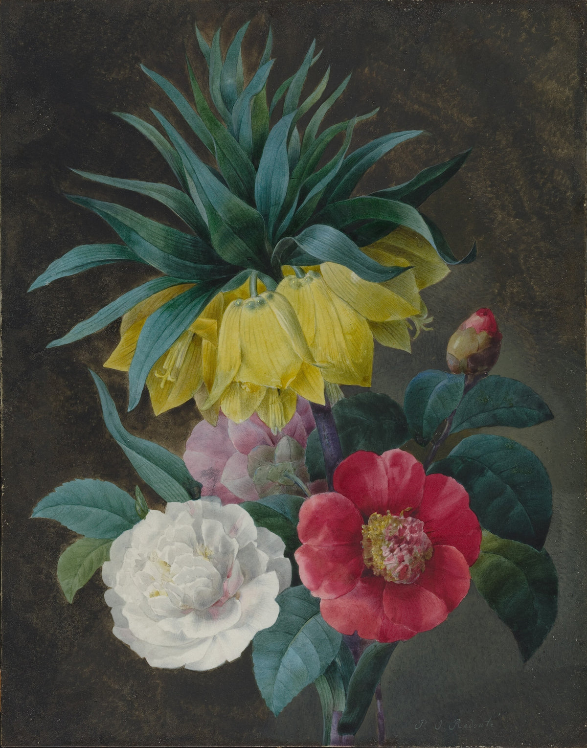 Pierre-Joseph Redouté — Four Peonies and a Crown Imperial | Botanical Illustration Print