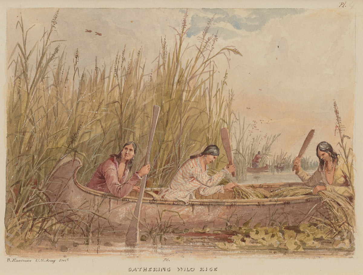 Seth Eastman — Gathering Wild Rice | Western Art Print
