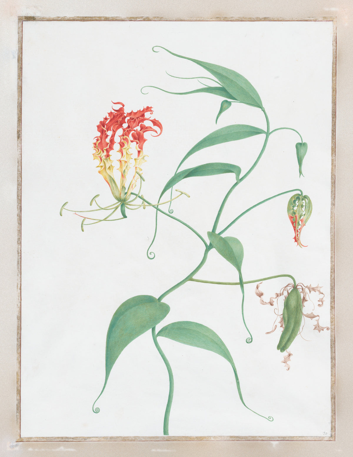 Pierre-Joseph Redouté — Gloriosa Superba (Climbing Lily) | Botanical Illustration Print