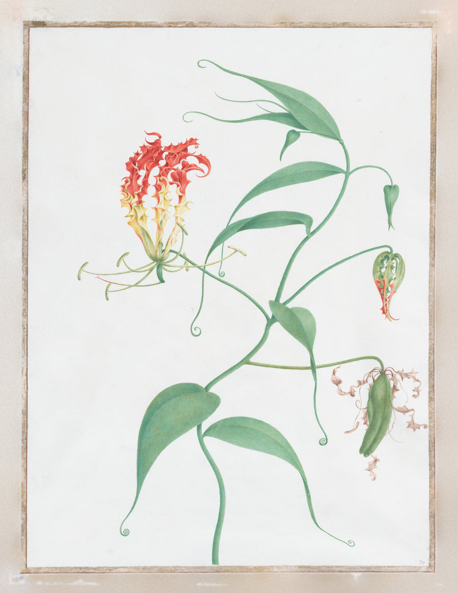 Pierre-Joseph Redouté — Gloriosa Superba (Climbing Lily) | Botanical Illustration Print shown to scale on a wall above a sofa