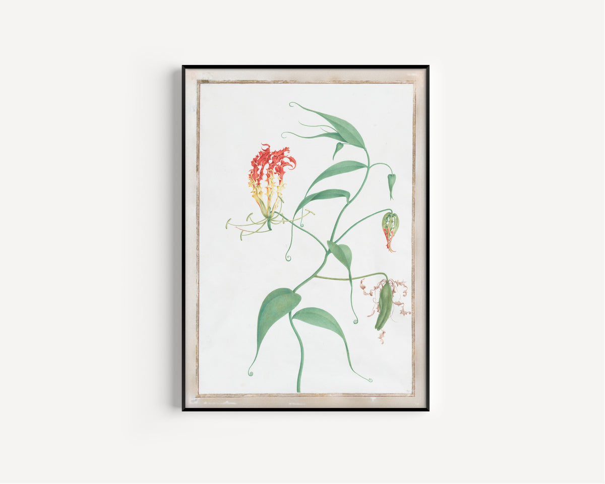 Pierre-Joseph Redouté — Gloriosa Superba (Climbing Lily) | Botanical Illustration Print