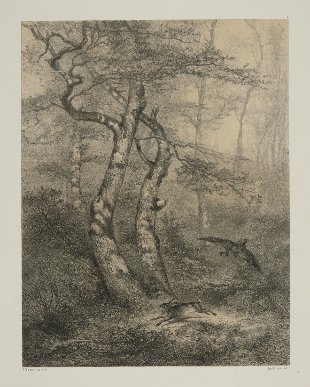 Karl Bodmer — Hare Pursued by a Goshawk | Fine Art Print
