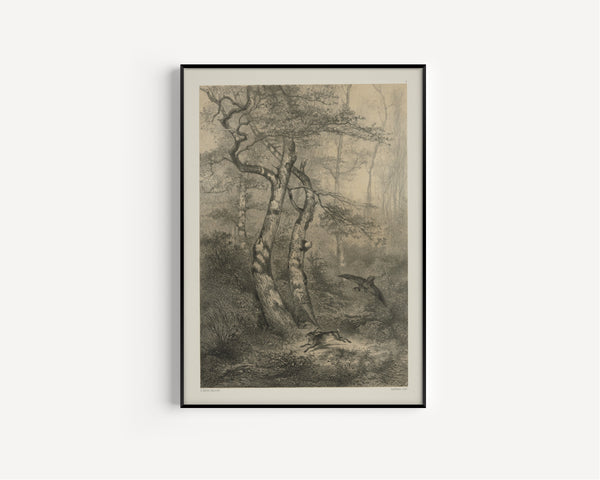 Karl Bodmer — Hare Pursued by a Goshawk | Fine Art Print