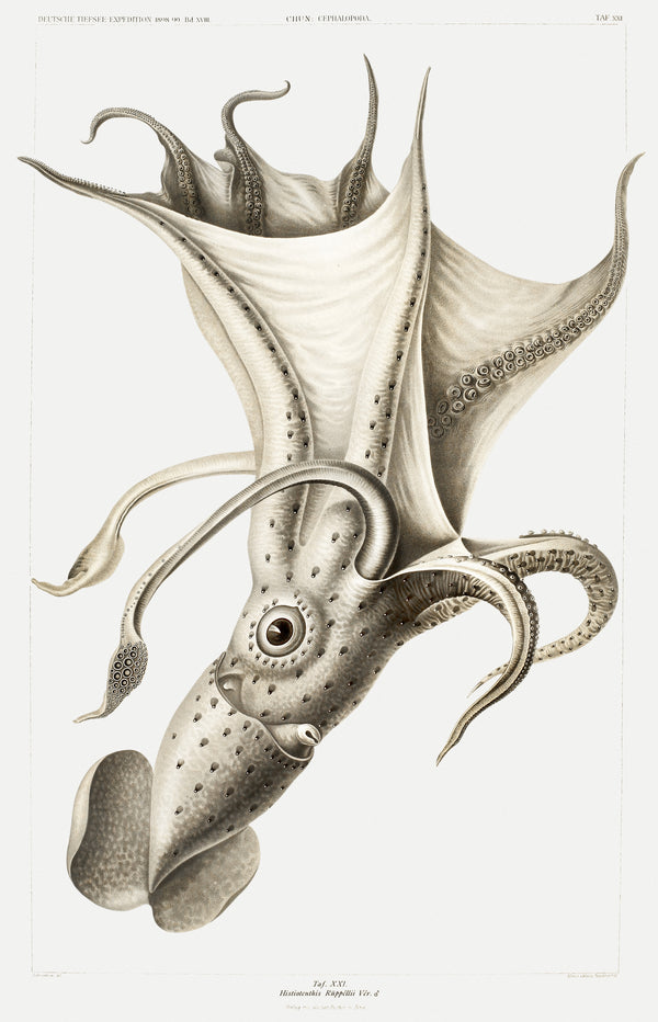 Ewald Heinrich Rübsaamen — Histioteuthis rüppellii | Scientific Illustration Print