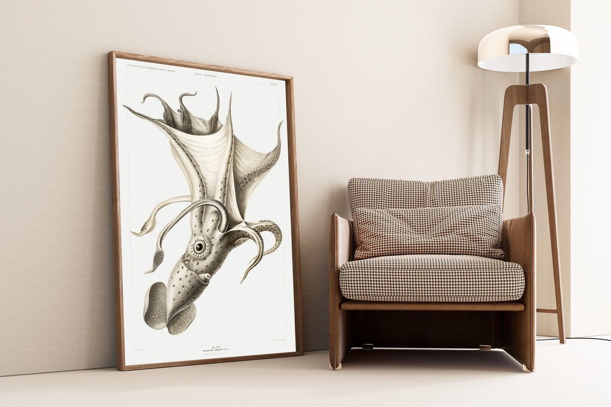 Ewald Heinrich Rübsaamen — Histioteuthis rüppellii | Scientific Illustration Print