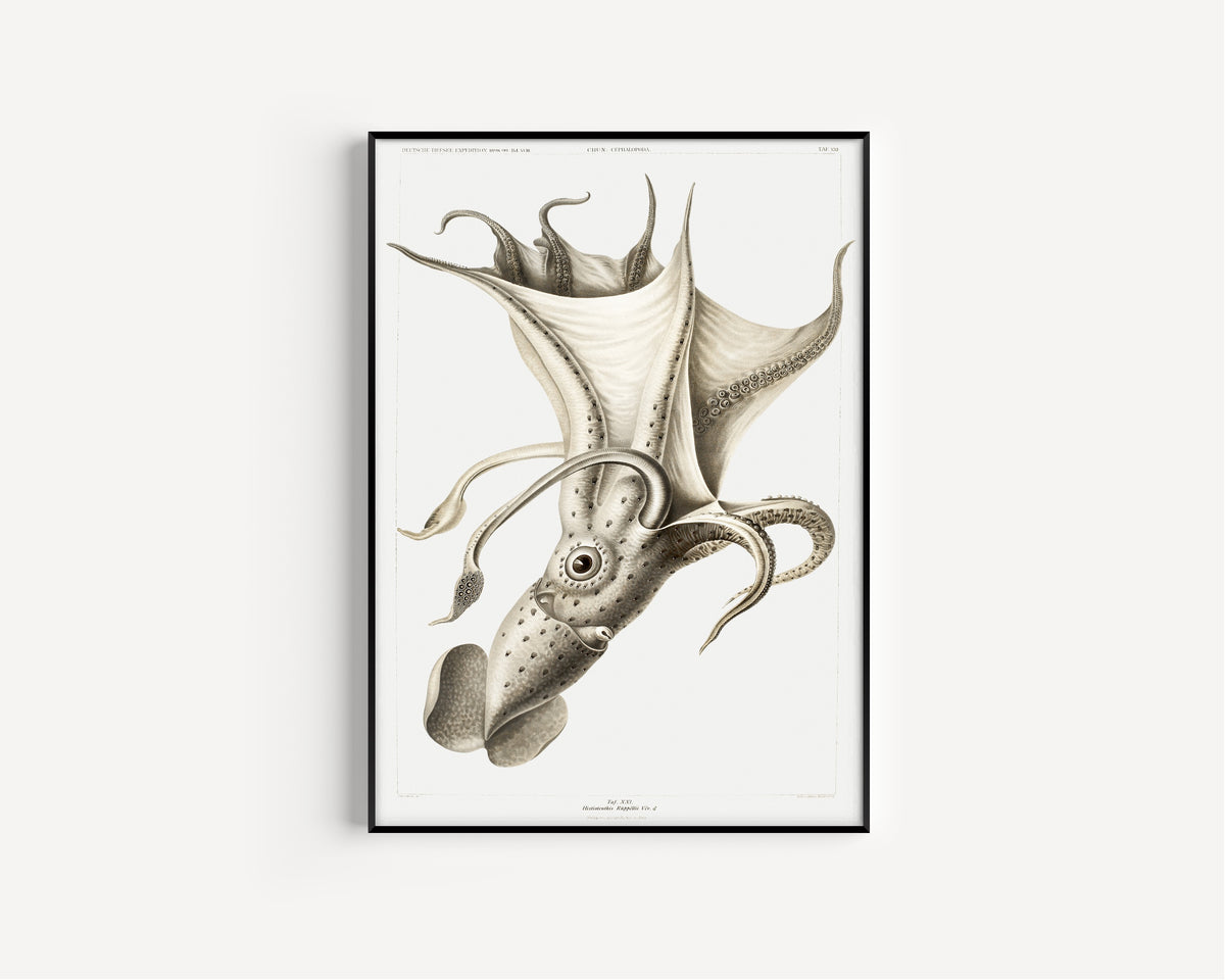 Ewald Heinrich Rübsaamen — Histioteuthis rüppellii | Scientific Illustration Print
