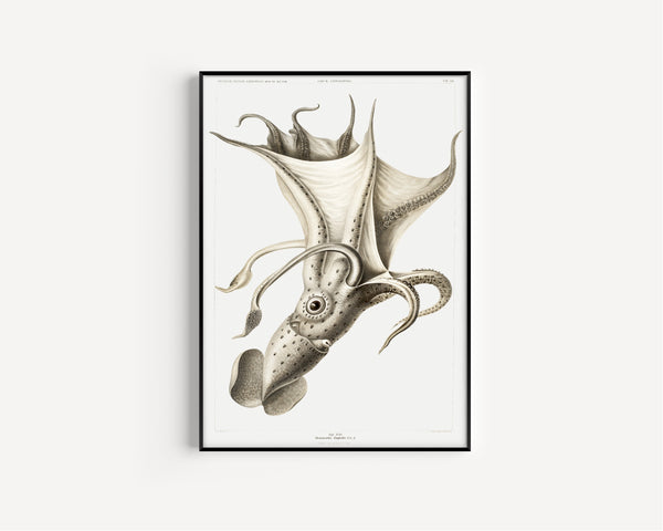 Ewald Heinrich Rübsaamen — Histioteuthis rüppellii | Scientific Illustration Print