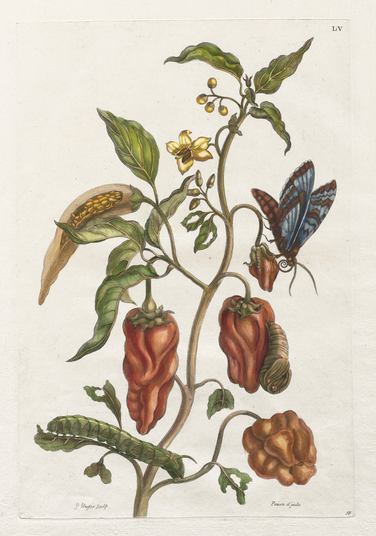 Histoire générale des insects de Suriname et de toute l'Europe: Vol I, No. 55 - Poivre d'inde by Maria Sibylla Merian — Hanging red-brown peppers with a blue