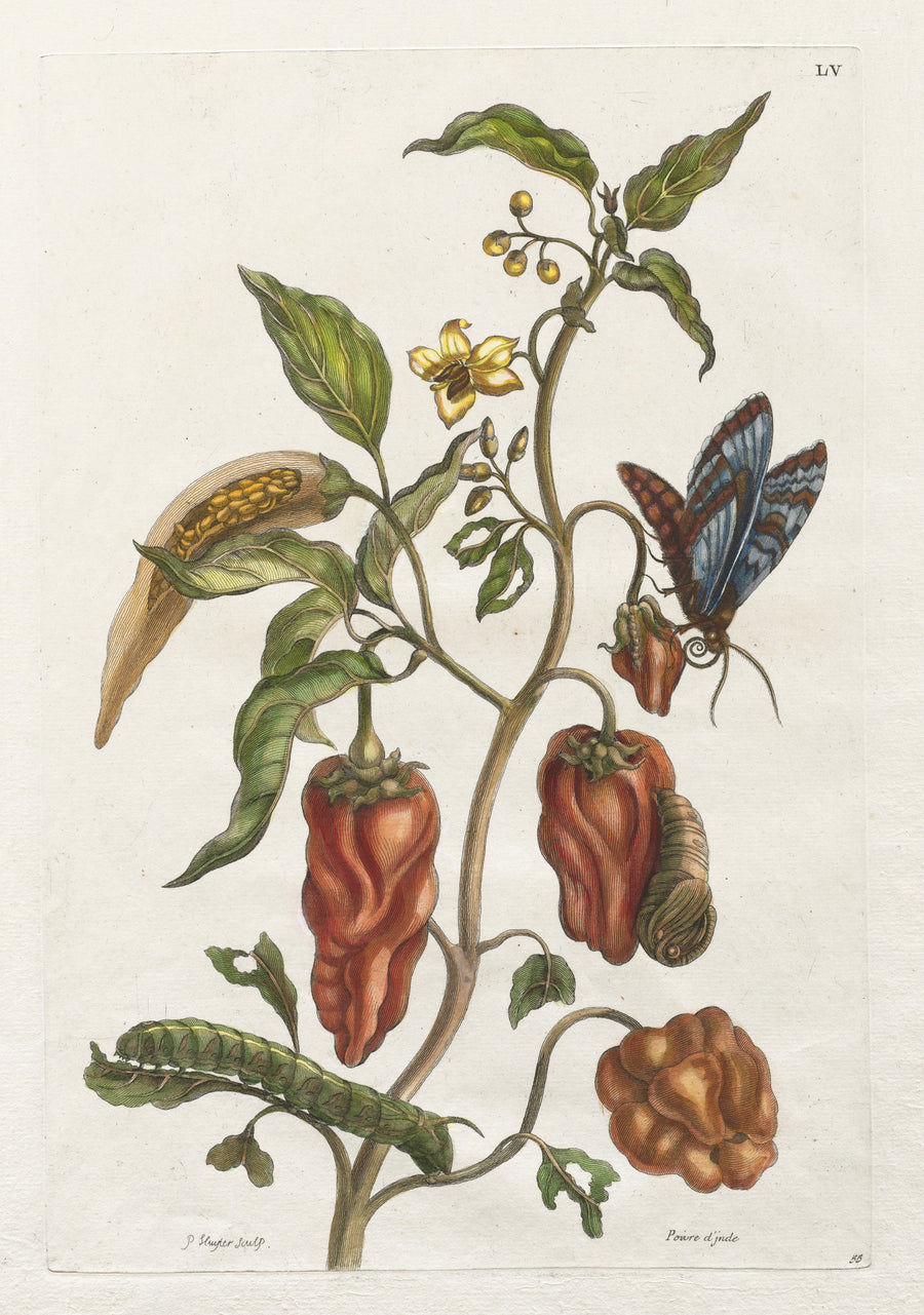 Maria Sibylla Merian — Histoire générale des insects de Suriname et de toute l'Europe: Vol I, No. 55 - Poivre d'inde | Natural History Print shown to scale on a wall above a sofa