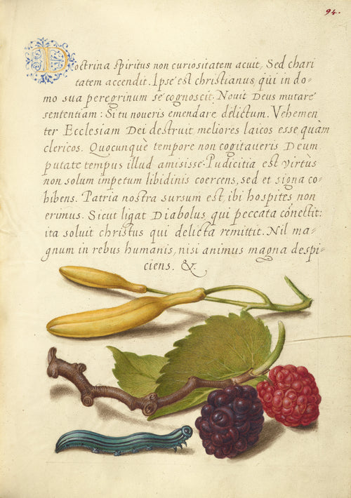 Joris Hoefnagel — Hyacinth, Black Mulberry, and Caterpillar | Botanical Calligraphy Print