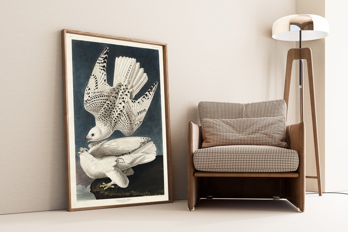 John James Audubon — Iceland or Jer Falcon | Natural History Print