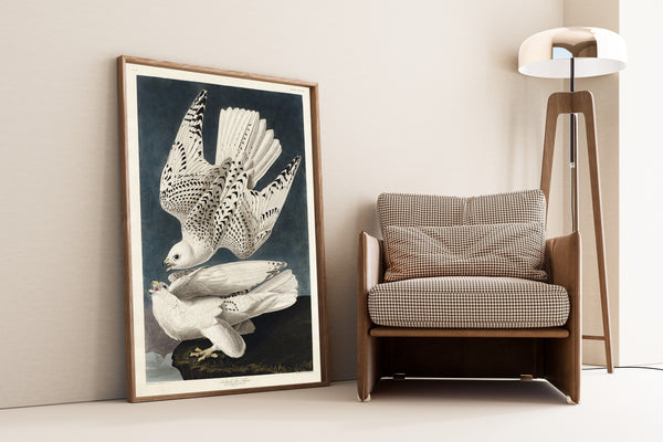 John James Audubon — Iceland or Jer Falcon | Natural History Print