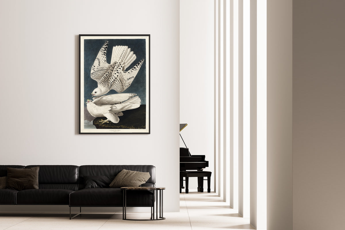 John James Audubon — Iceland or Jer Falcon | Natural History Print