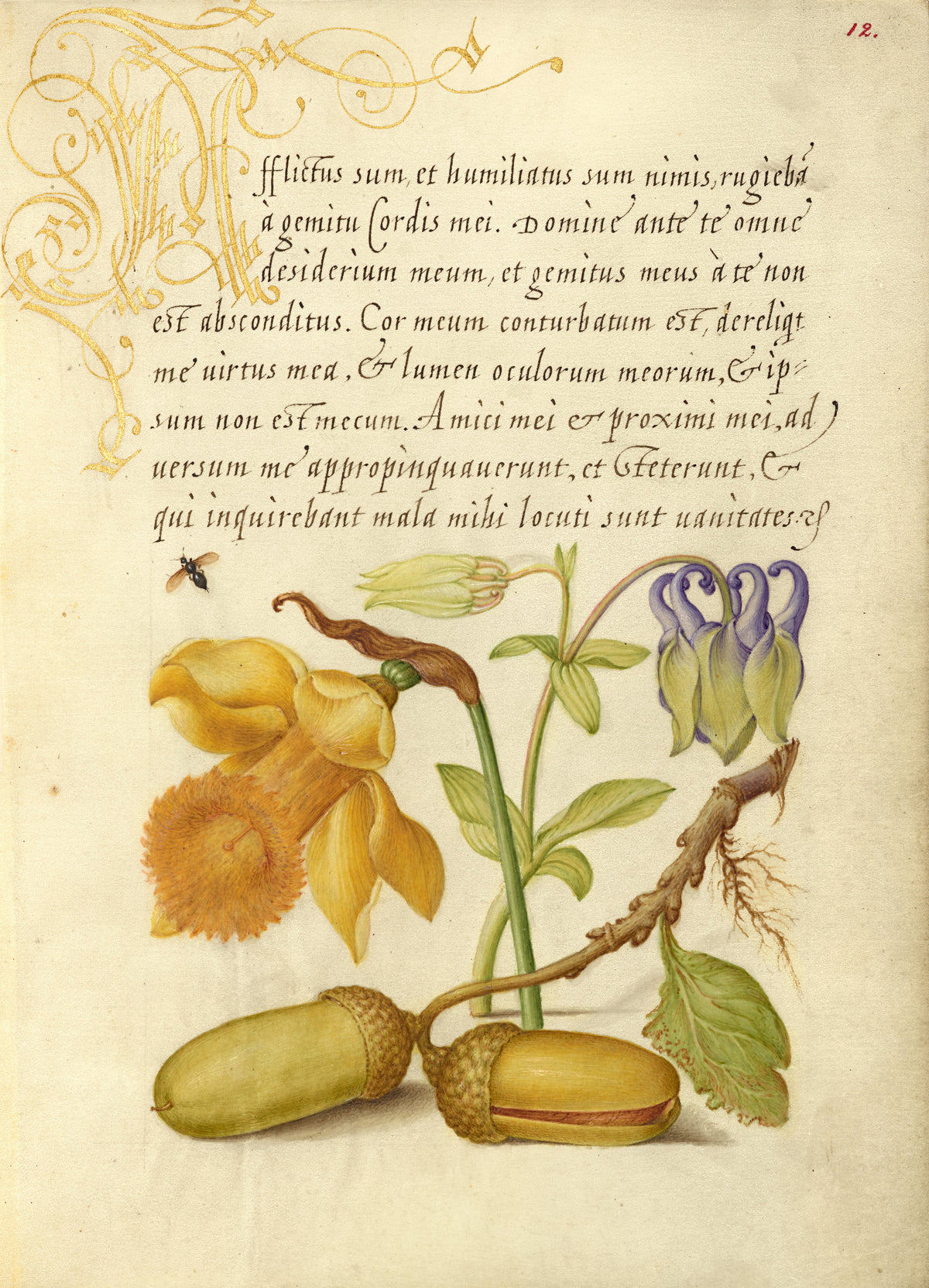 Joris Hoefnagel — Insect, Daffodil, European Columbine, and English Oak Acorns | Botanical Calligraphy Print