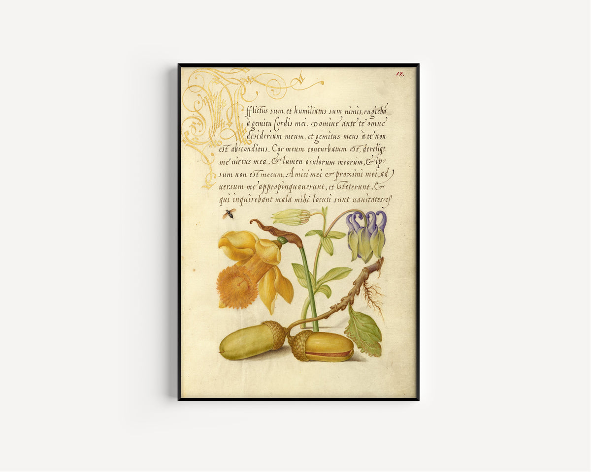 Joris Hoefnagel — Insect, Daffodil, European Columbine, and English Oak Acorns | Botanical Calligraphy Print