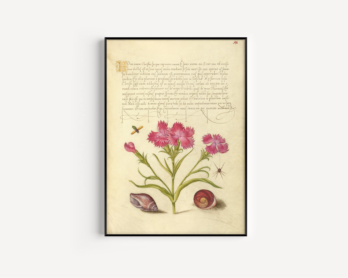 Joris Hoefnagel — Insect, Sweet William, Spider, Marine Mollusk, and Eye of Santa Lucia | Botanical Calligraphy Print