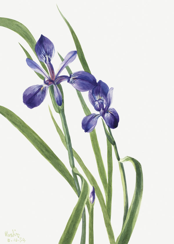 Mary Vaux Walcott — Iris (Iris species) | Fine Art Print