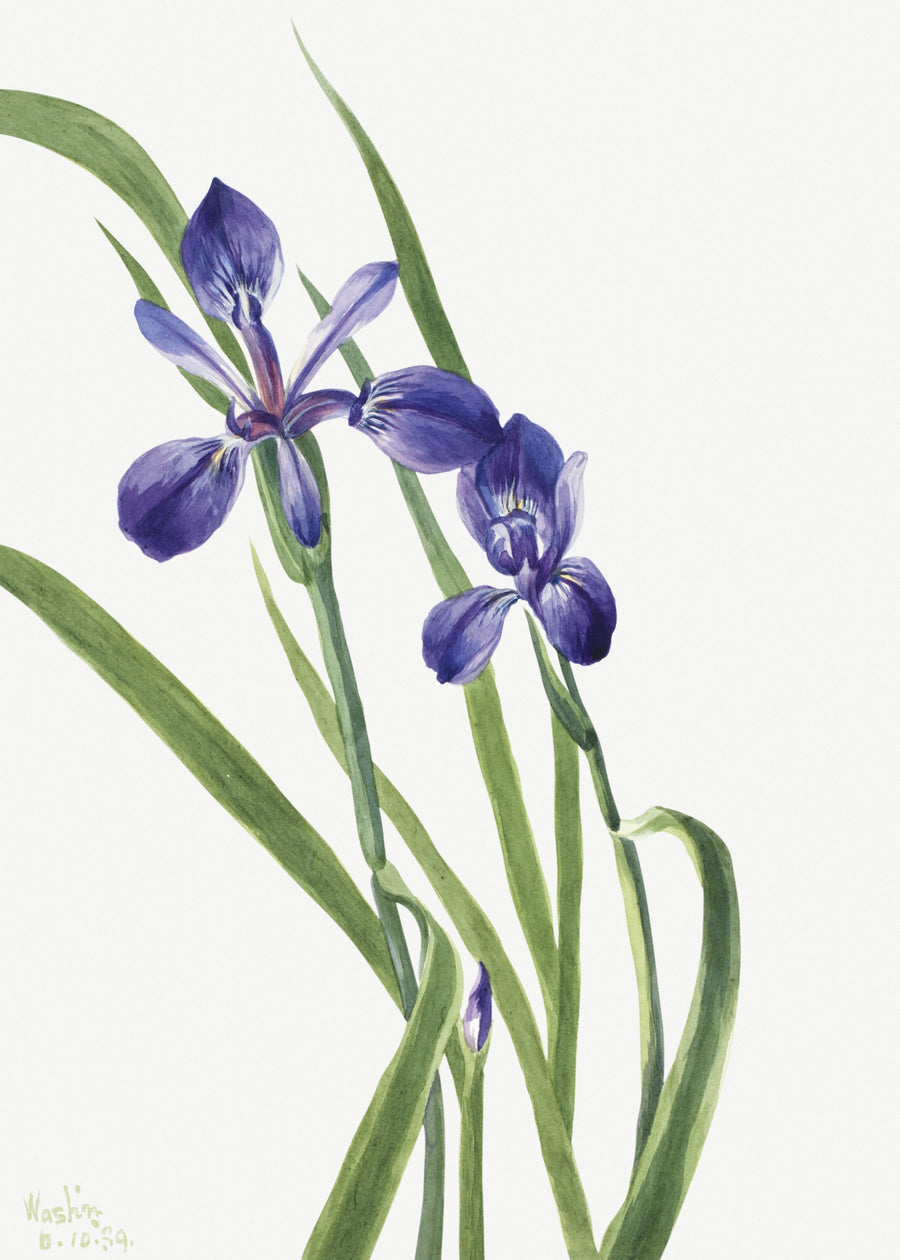 Mary Vaux Walcott — Iris (Iris species) | Fine Art Print shown to scale on a wall above a sofa