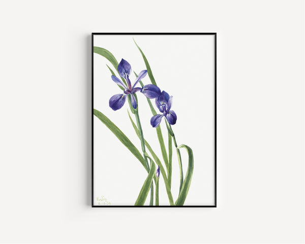 Mary Vaux Walcott — Iris (Iris species) | Fine Art Print