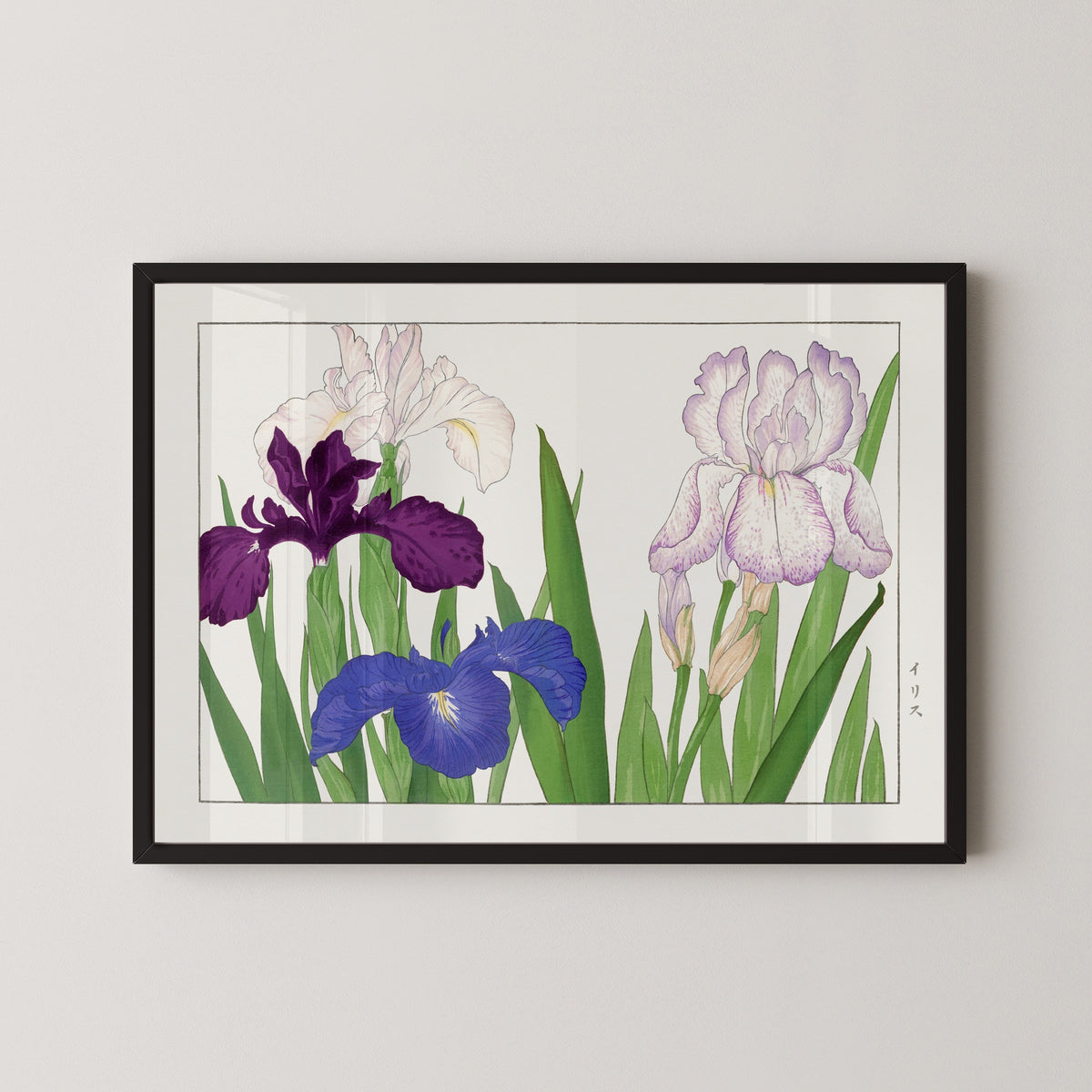 Tanigami Kōnan — Iris flower | Japanese Botanical Woodblock Print