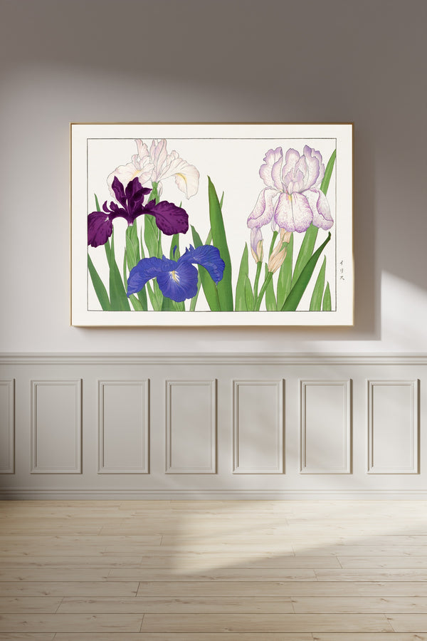 Tanigami Kōnan — Iris flower | Japanese Botanical Woodblock Print