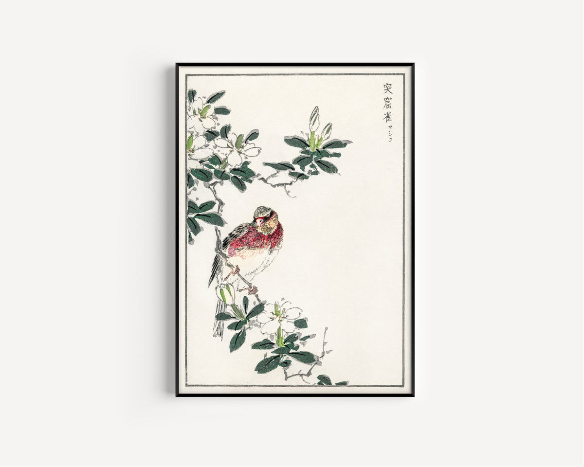 Numata Kashū — Japanese Long-tailed Rosefinch | Japanese Bird & Flower Woodblock Print