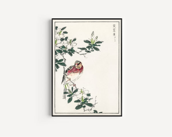 Numata Kashū — Japanese Long-tailed Rosefinch | Japanese Bird & Flower Woodblock Print