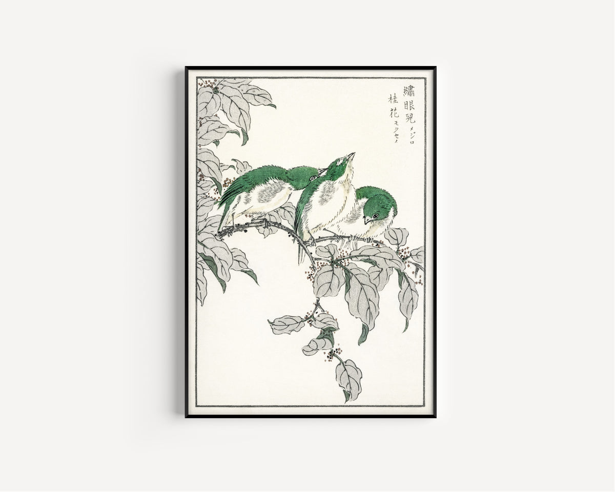 Numata Kashū — Japanese White-eye and Osmanthus Fragrans | Japanese Bird & Flower Woodblock Print