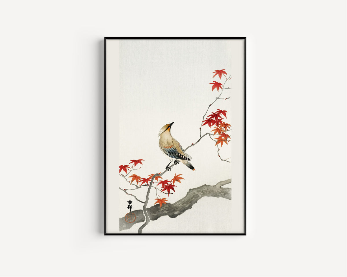 Ohara Koson — Waxwing on Maple | Japanese Bird & Flower Woodblock Print